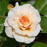 バラ コンテッサ｜花の手帖の薔薇図鑑