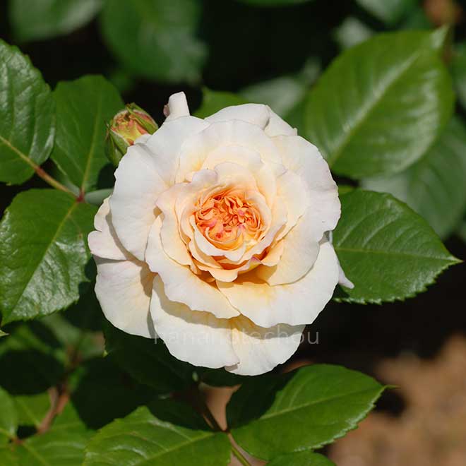 バラ コンテッサ｜花の手帖の薔薇図鑑