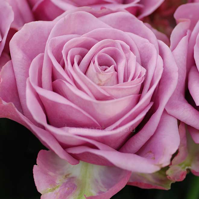 バラ クールウォーター｜花の手帖の薔薇図鑑