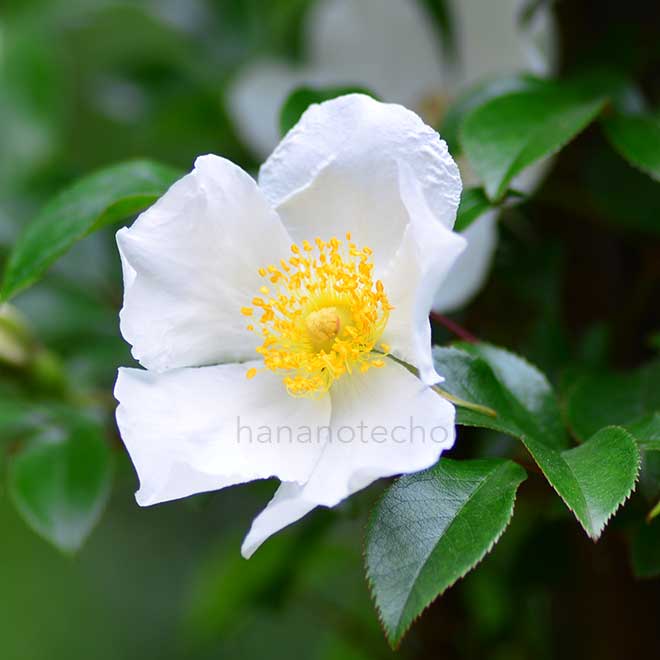 バラ クーパーズ バーミス｜花の手帖の薔薇図鑑