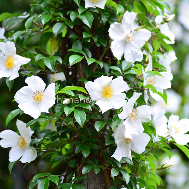 バラ クーパーズ バーミス｜花の手帖の薔薇図鑑