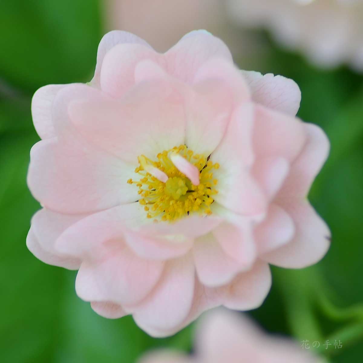 バラ コーラル クラスター｜花の手帖の薔薇図鑑