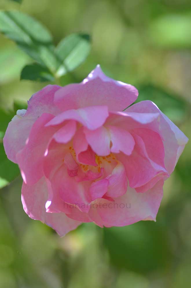 バラ コーデリア｜花の手帖の薔薇図鑑