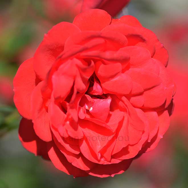 バラ コロネーション ストリート｜花の手帖の薔薇図鑑