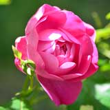 バラ コーヴェデイル｜花の手帖の薔薇図鑑