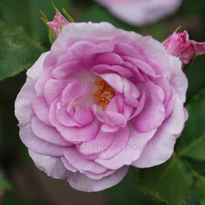 バラ コティヨン｜花の手帖の薔薇図鑑