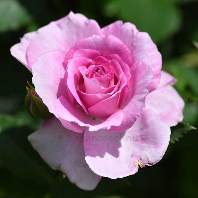 バラ コティヨン｜花の手帖の薔薇図鑑