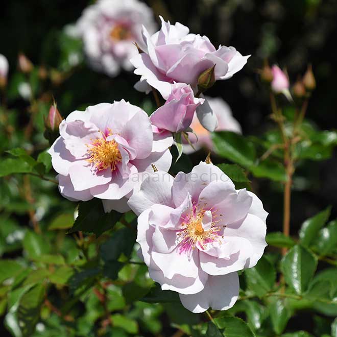 バラ クードゥクール｜花の手帖の薔薇図鑑