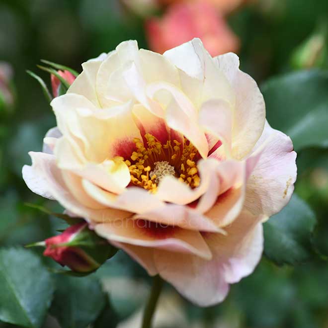 バラ クランベリー アイズ｜花の手帖の薔薇図鑑