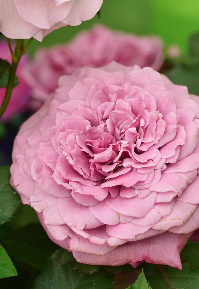 バラ クランベリー ソース｜花の手帖の薔薇図鑑