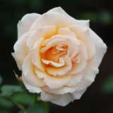 バラ クリームデライト｜花の手帖の薔薇図鑑