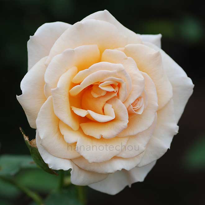 バラ クリーム デライト｜花の手帖の薔薇図鑑