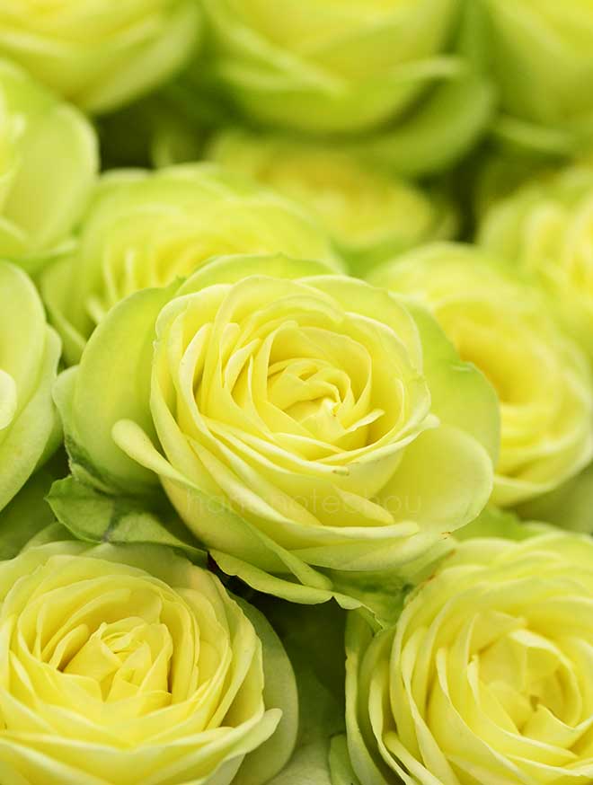 バラ クリーミー エデン｜花の手帖の薔薇図鑑