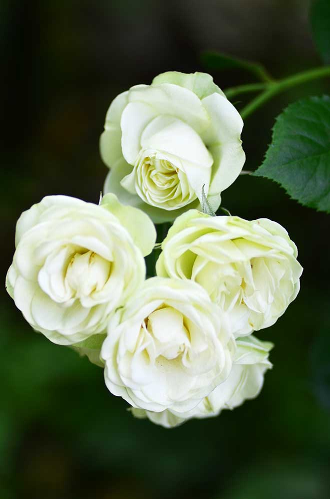 バラ クリーミー エデン｜花の手帖の薔薇図鑑