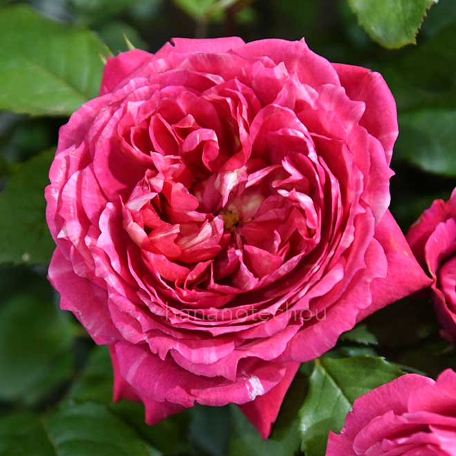 バラ クレディミュチュエル｜花の手帖の薔薇図鑑