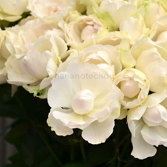 バラ クレメ ダンジュ｜花の手帖の薔薇図鑑