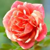 バラ ｜花の手帖の薔薇図鑑