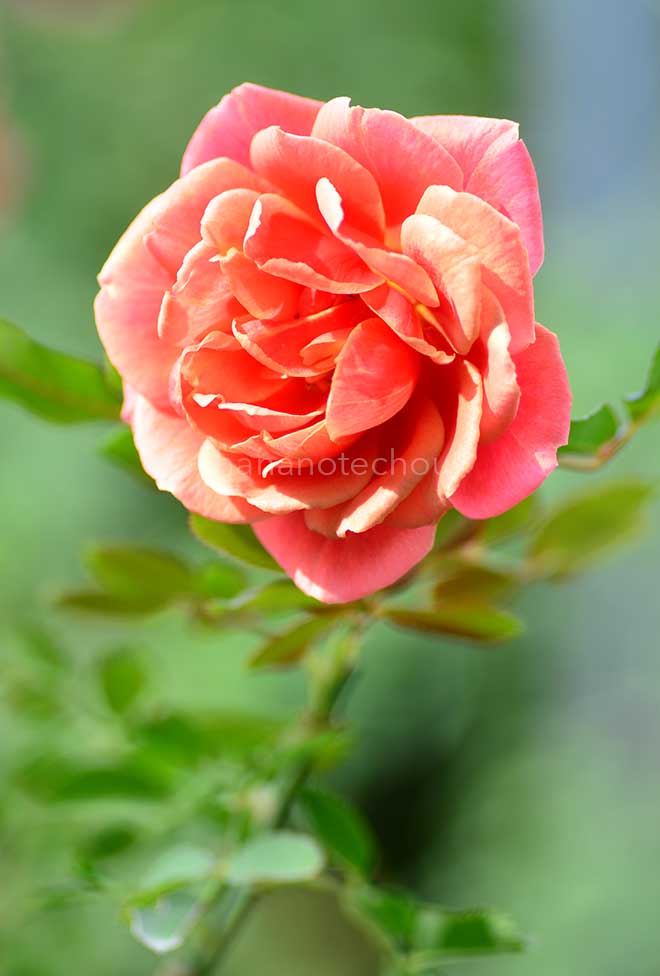 バラ クレパスキュール|花の手帖の薔薇図鑑