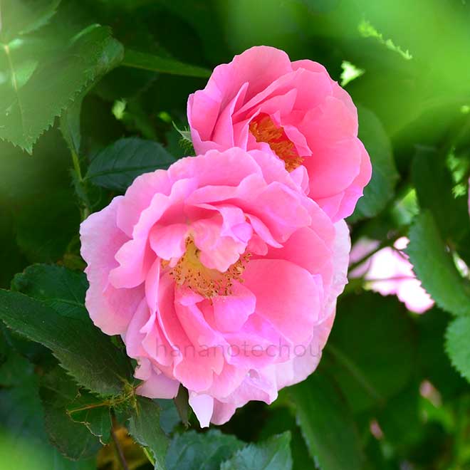 バラ クレステッド ジュエル｜花の手帖の薔薇図鑑