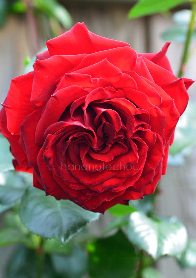 バラ クリムゾン キャスケード｜花の手帖の薔薇図鑑