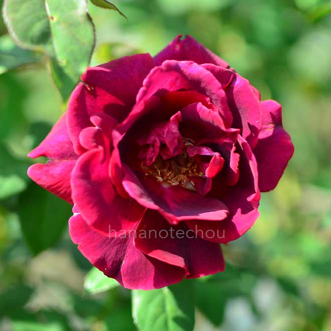 バラ クリムゾン グローリー｜花の手帖の薔薇図鑑