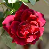 バラ ｜花の手帖の薔薇図鑑