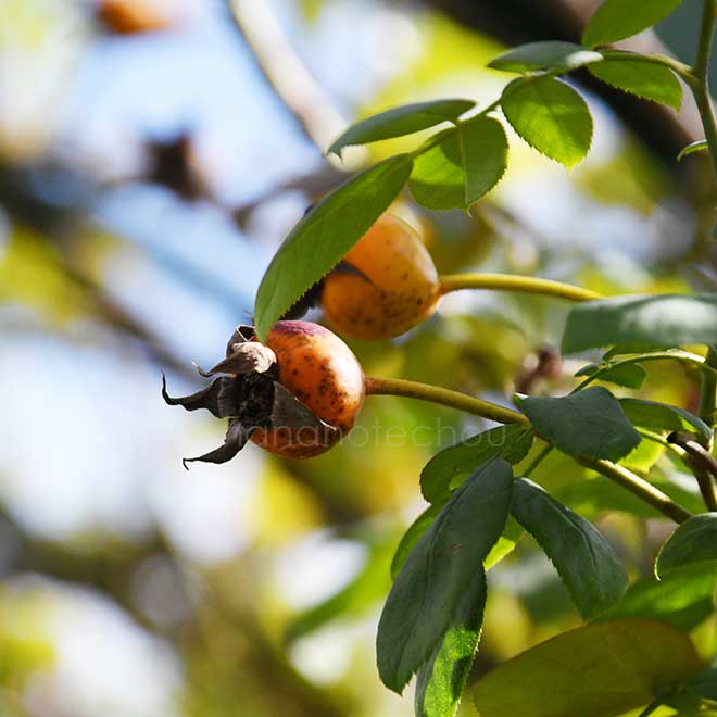 バラ つる クリムゾン グローリー｜花の手帖の薔薇図鑑