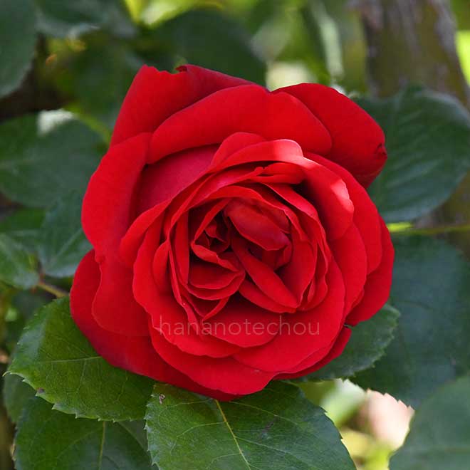 バラ クリムゾン スカイ｜花の手帖の薔薇図鑑