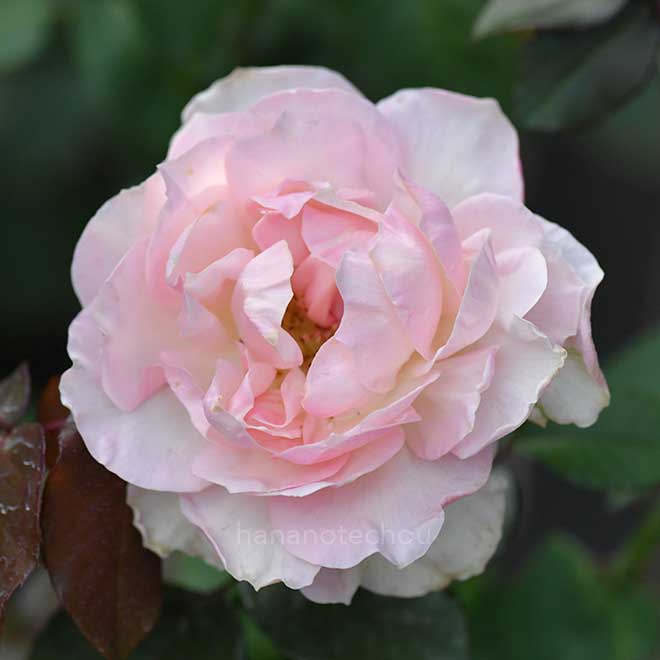 バラ クロッシェ｜花の手帖の薔薇図鑑