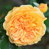 バラ クラウンプリンセスマルガリータ｜花の手帖の薔薇図鑑