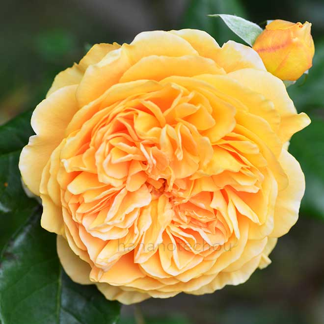 バラ クラウン プリンセス マルガリータ｜花の手帖の薔薇図鑑