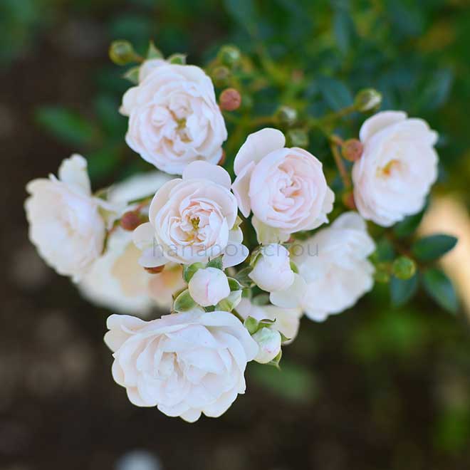バラ クリスタル フェアリー｜花の手帖の薔薇図鑑