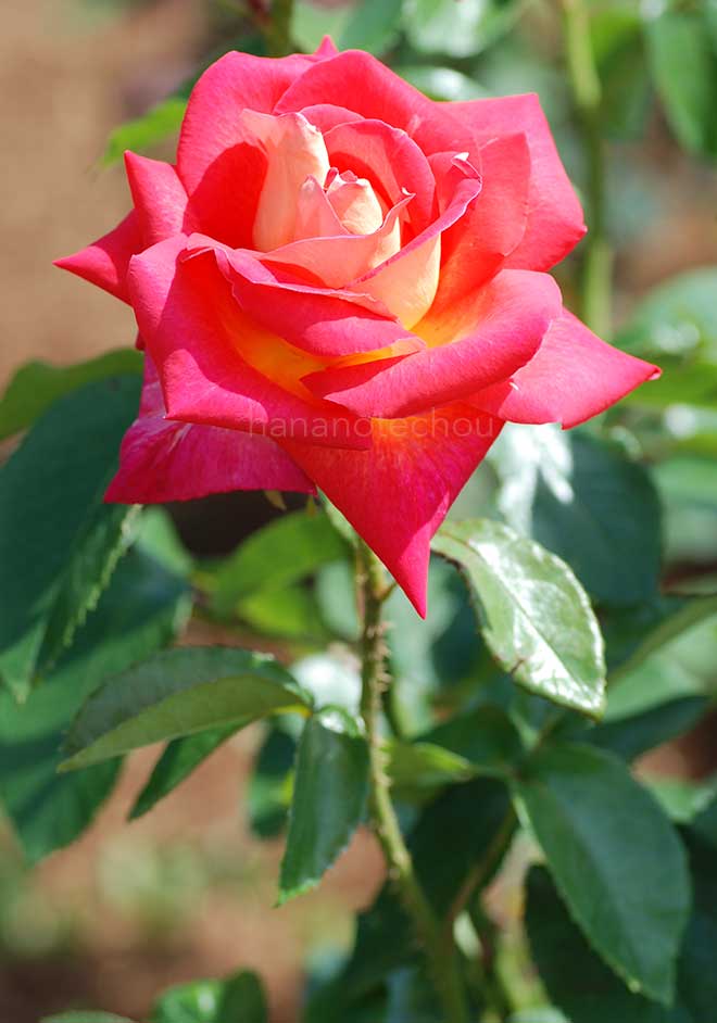 バラ ガリバルダ｜花の手帖の薔薇図鑑