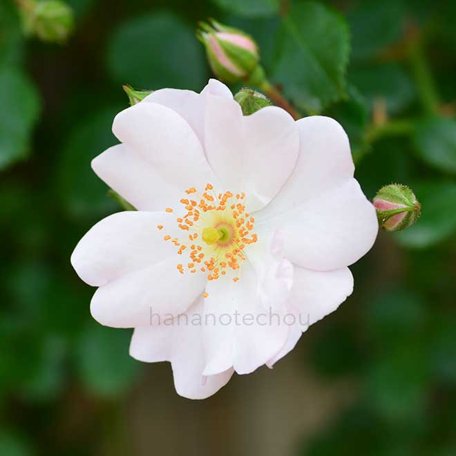 バラ 伽羅奢｜花の手帖の薔薇図鑑