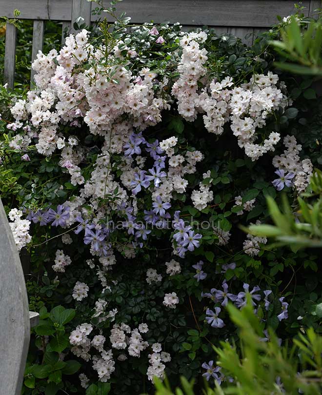 バラ 伽羅奢｜花の手帖の薔薇図鑑