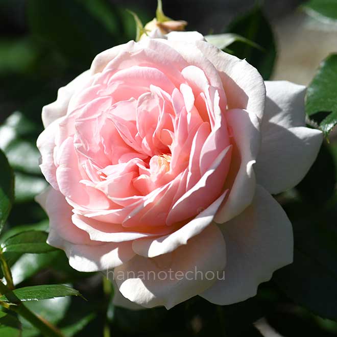 バラ ガーデン オブ ローゼズ｜花の手帖の薔薇図鑑