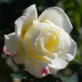 バラ ガーデンパーティ｜花の手帖の薔薇図鑑