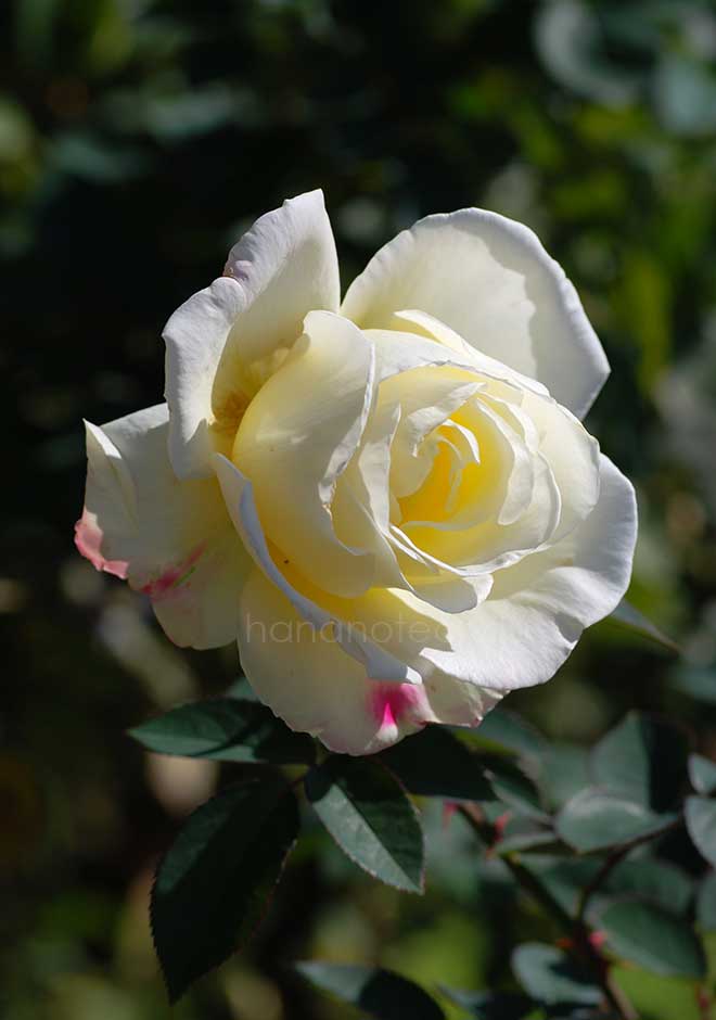 バラ ガーデンパーティ｜花の手帖の薔薇図鑑