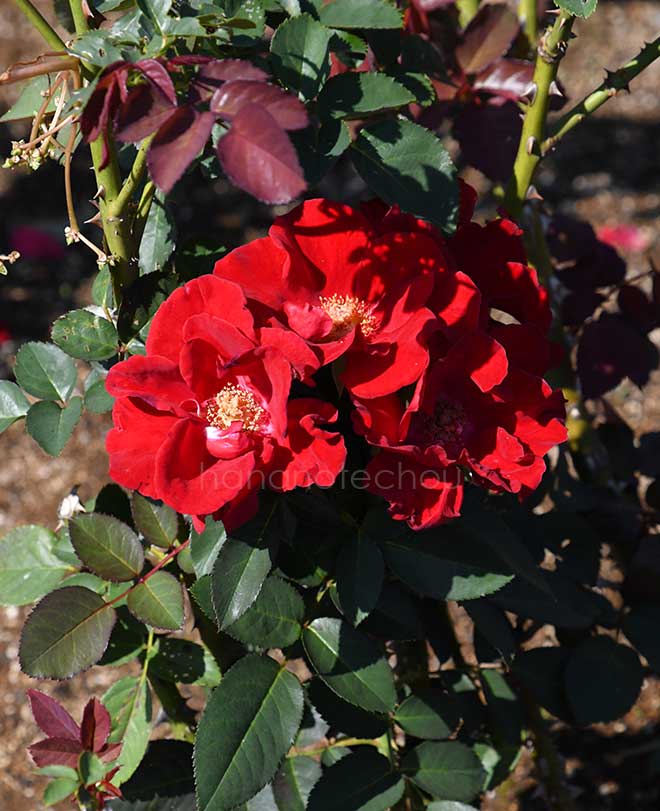 バラ ガルテンツァーバー'84｜花の手帖の薔薇図鑑