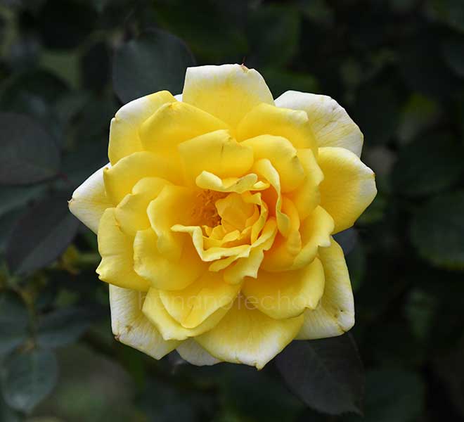 バラ 月光｜花の手帖の薔薇図鑑