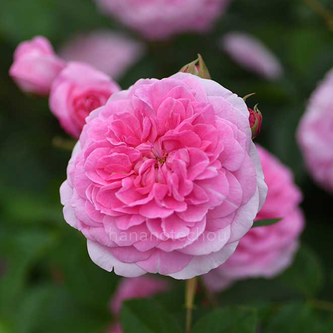 バラ ガートルード ジェキル｜花の手帖の薔薇図鑑