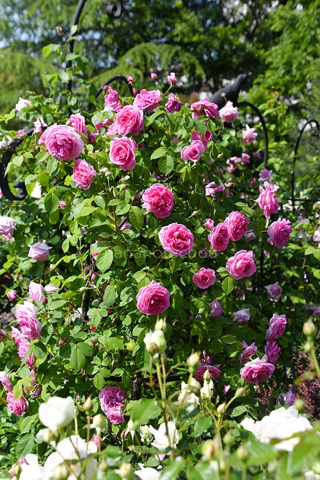 バラ ガートルード ジェキル｜花の手帖の薔薇図鑑