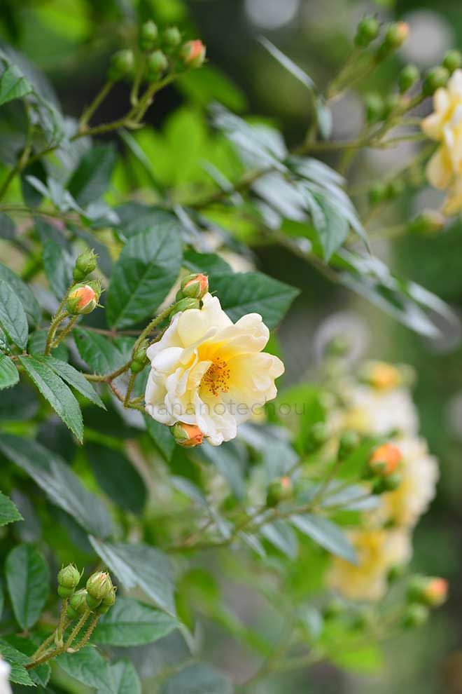 バラ ギスレーヌ ドゥ フィリゴンド｜花の手帖の薔薇図鑑