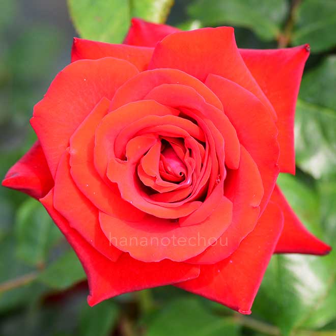 バラ グラッド タイディングス｜花の手帖の薔薇図鑑