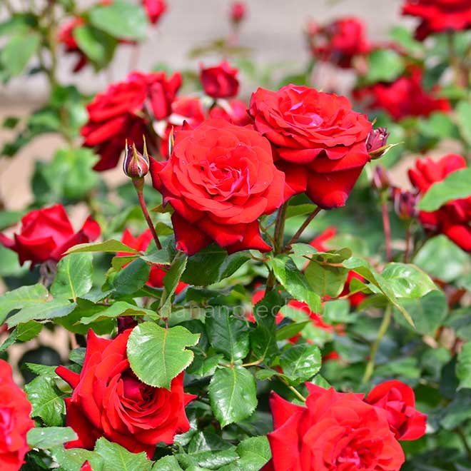 バラ グラッド タイディングス｜花の手帖の薔薇図鑑