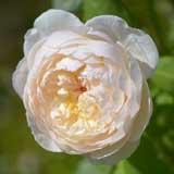 バラ グラミスキャッスル｜花の手帖の薔薇図鑑