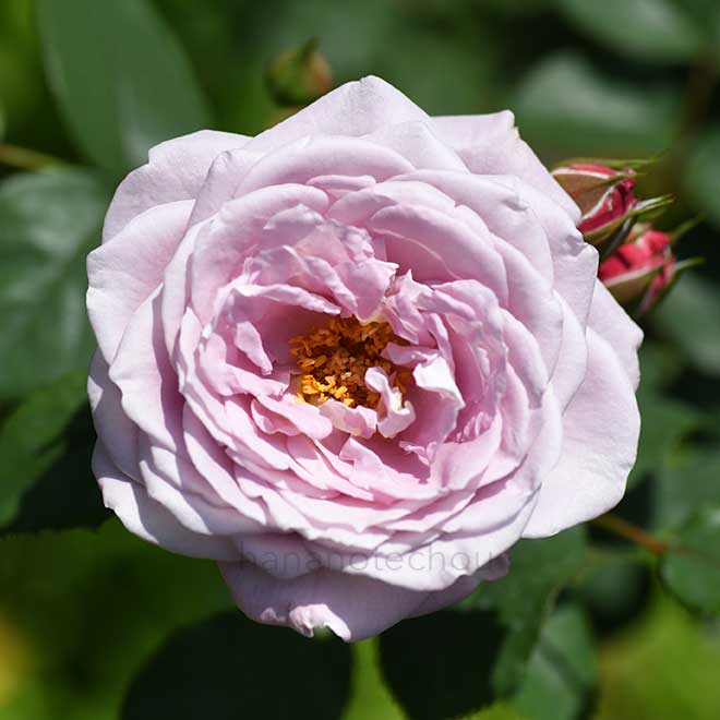 バラ グレッチャー｜花の手帖の薔薇図鑑
