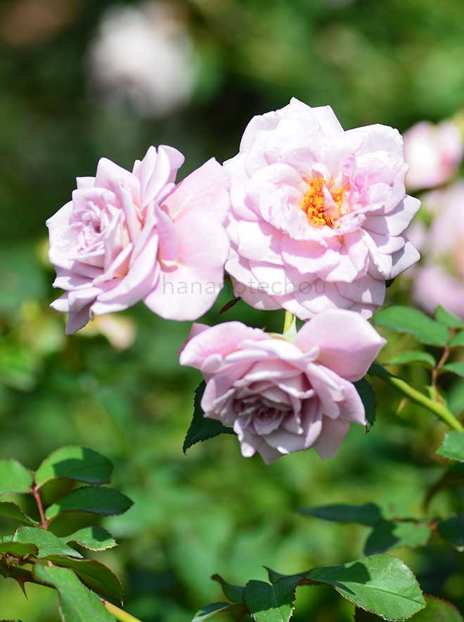 バラ グレッチャー｜花の手帖の薔薇図鑑