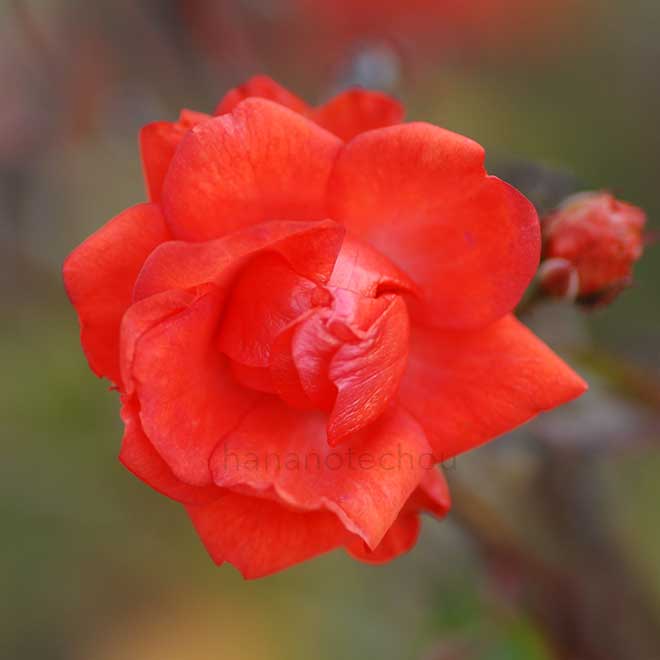 バラ グロリア ムンディ｜花の手帖の薔薇図鑑