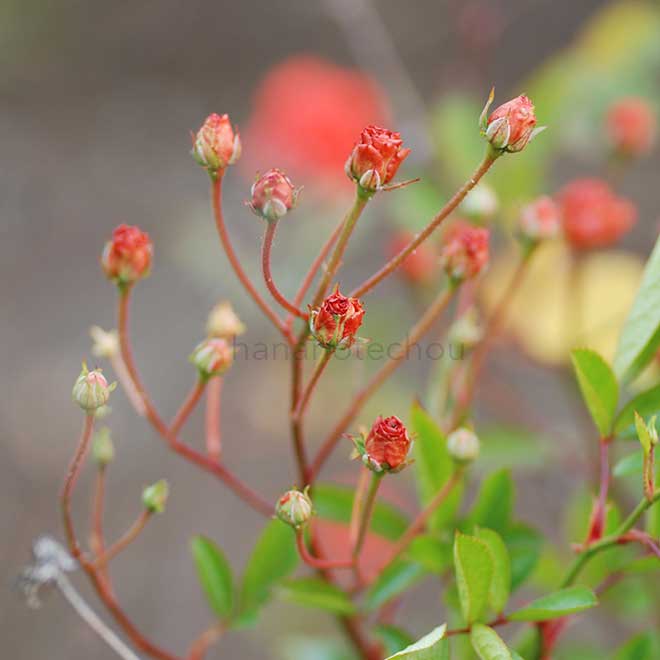 バラ グロリア ムンディ｜花の手帖の薔薇図鑑